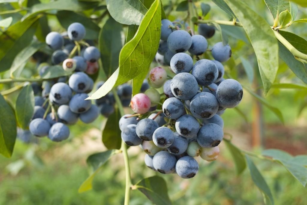 Biloxi Blueberry Plants
